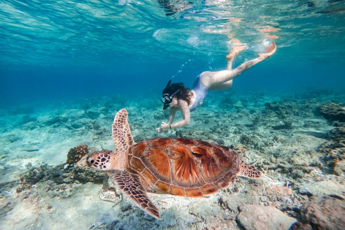 Sea turtle gliding over coral reef in Gili Meno Snorkelers exploring underwater statues in Gili Trawangan Coral reef with colorful fish near Gili Air Sunset after snorkeling at Gili Islands