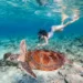 Sea turtle gliding over coral reef in Gili Meno Snorkelers exploring underwater statues in Gili Trawangan Coral reef with colorful fish near Gili Air Sunset after snorkeling at Gili Islands